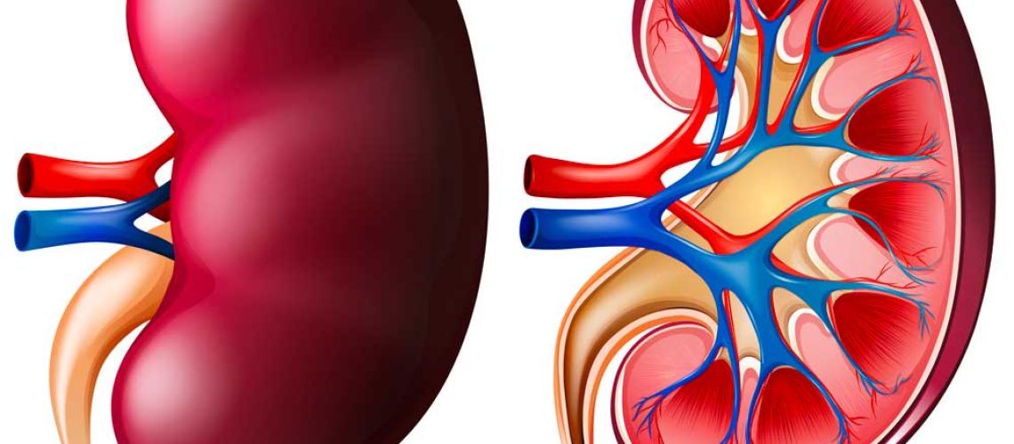 uro-transplantation-rein